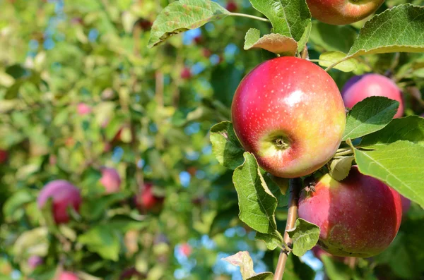 Manzana fresca madura en la rama del manzano en el jardín de cerca — Foto de Stock