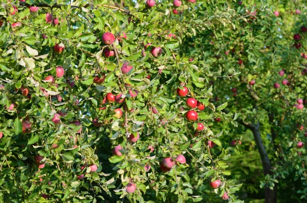 Manzanas frescas maduras en la rama del manzano en el jardín —  Fotos de Stock