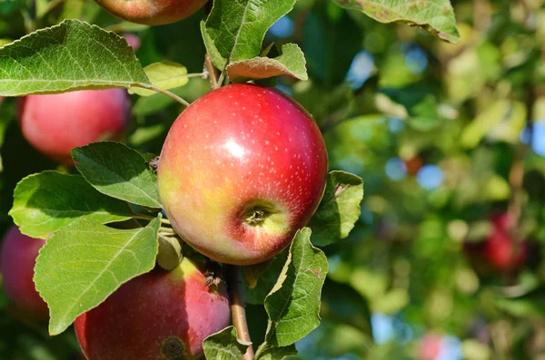 Świeże, dojrzałe jabłko na gałęzi drzewa jabłko w ogrodzie z bliska — Zdjęcie stockowe