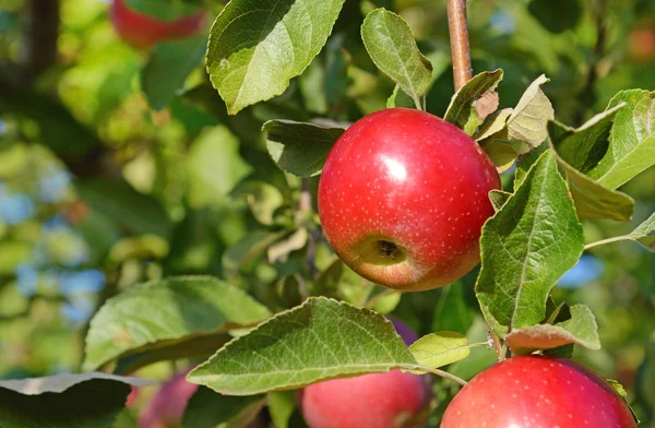 Manzana fresca madura en la rama del manzano en el jardín de cerca — Foto de Stock