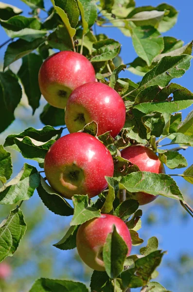 Свежие спелые яблоки на ветке яблони в саду — стоковое фото