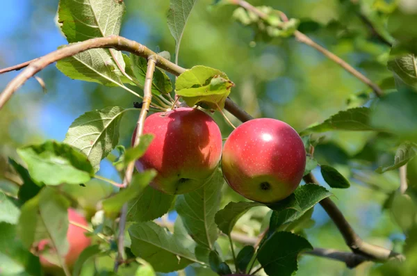 Verse rijpe appels op de vertakking van de beslissingsstructuur van appel in de tuin — Stockfoto