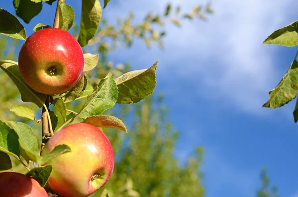 Beautiful color fresh apples standing on a branch of the tree in — Stock Photo, Image