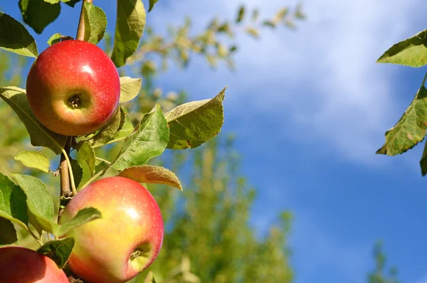 Hermosas manzanas frescas de color de pie en una rama del árbol en — Foto de Stock