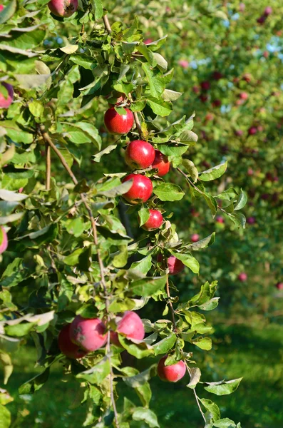 Manzanas frescas maduras en la rama del manzano en el jardín — Foto de Stock