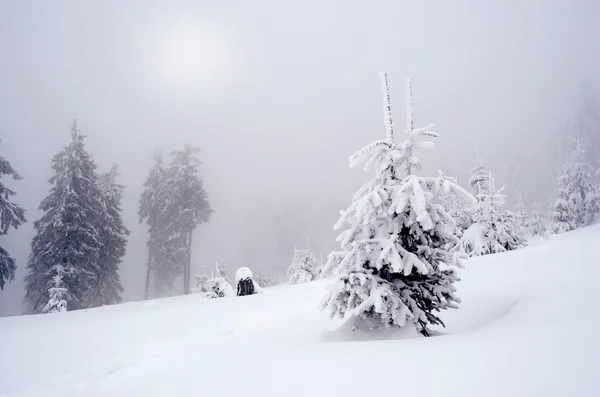 Bela paisagem de inverno com nevoeiro nas montanhas dos Cárpatos , — Fotografia de Stock