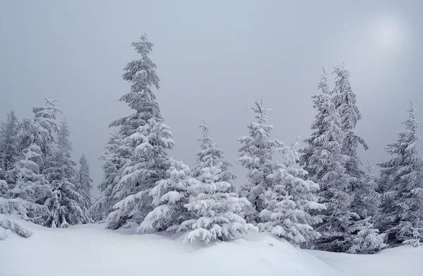 Bela paisagem de inverno com nevoeiro ao luar na Carpa — Fotografia de Stock