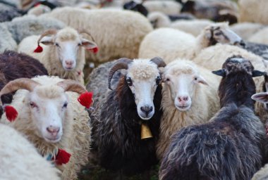 Sevimli koyun sürüsü içinde 