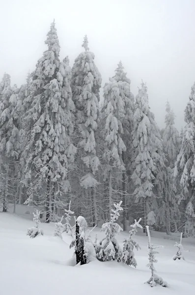 Bellissimo paesaggio invernale con nebbia nelle montagne dei Carpazi , — Foto Stock