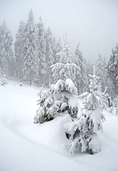 Bellissimo paesaggio invernale con nebbia nelle montagne dei Carpazi , — Foto Stock