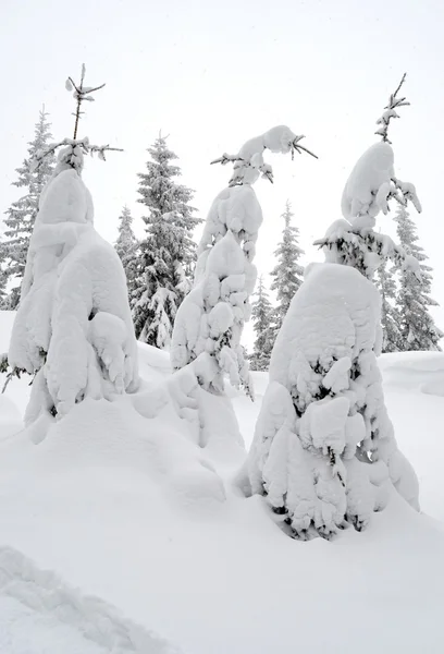 Beau paysage hivernal avec brouillard dans les montagnes des Carpates , — Photo