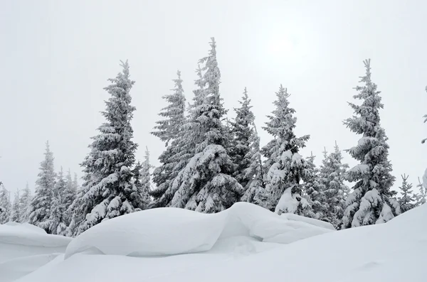 Vackert vinterlandskap med fog i Karpaterna, — Stockfoto