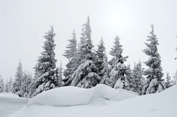 Beautiful winter landscape with fog in the Carpathian mountains, — Stock Photo, Image