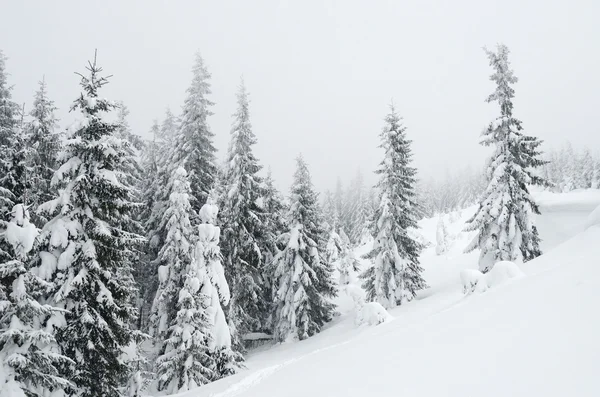 Wunderschöne Winterlandschaft mit Nebel in den Karpaten, — Stockfoto