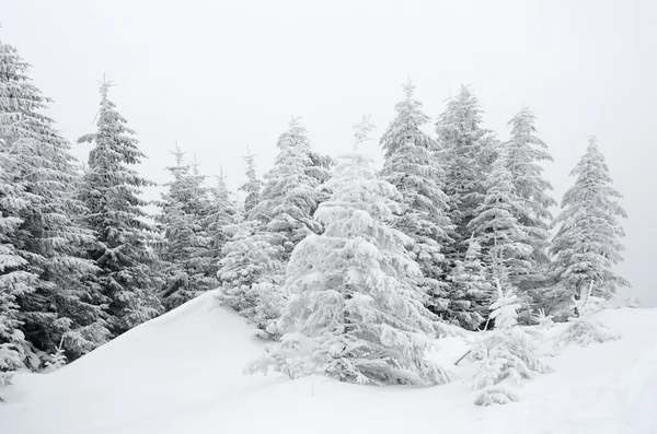 Beautiful winter landscape with fog in the Carpathian mountains, — Stock Photo, Image