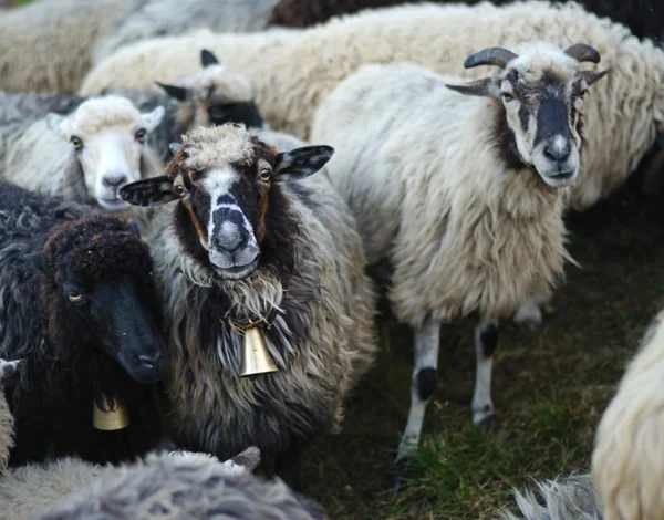 Sevimli koyun (sığır sürüsü içinde) — Stok fotoğraf