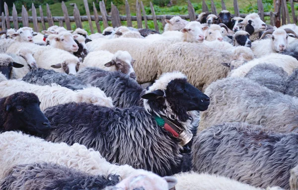 Sevimli koyun (sığır sürüsü içinde) — Stok fotoğraf
