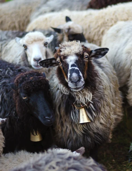 Sevimli koyun (sığır sürüsü içinde) — Stok fotoğraf