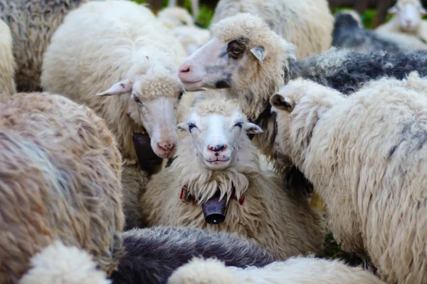 Huzur koyun ve diğer koyun çevresinde gülümseyen — Stok fotoğraf