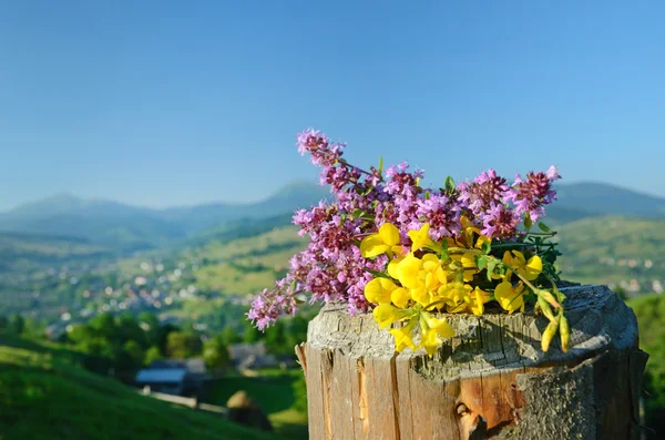 Hypericum květiny a tymiánem na pozadí hor (Saint- — Stock fotografie