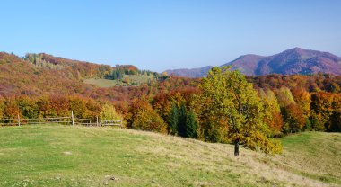 Doğal sonbahar yatay, sarı karnabahar Orman ağacı t