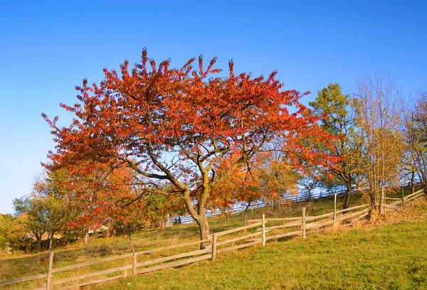 Magic landscape with a tree with red leaves in autumn (relaxatio