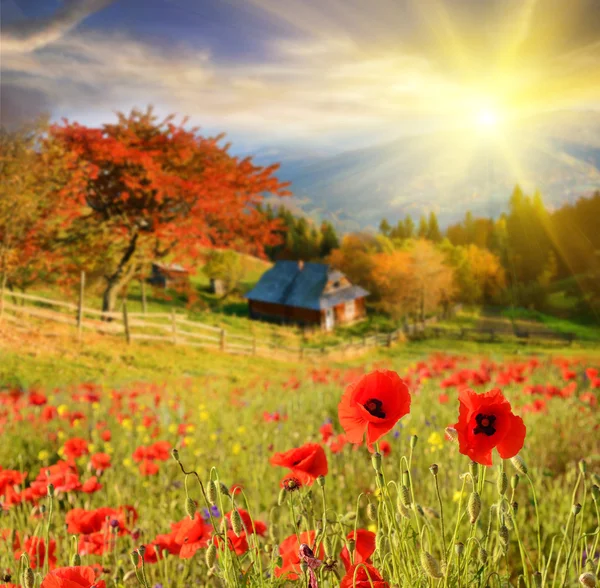 Paisaje escénico con flores amapolas sobre un fondo de mountai — Foto de Stock