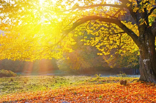 Piękny krajobraz z magii autumn drzewa i opadłych liści w — Zdjęcie stockowe