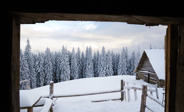 View from the hut on the snow-covered tree in mountains Carpathi