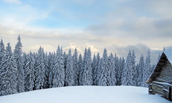 Beau paysage hivernal avec des arbres enneigés sur un fond de m — Photo