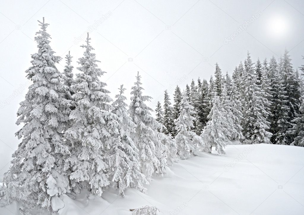 Scenic landscape with snowy trees in the moonlight