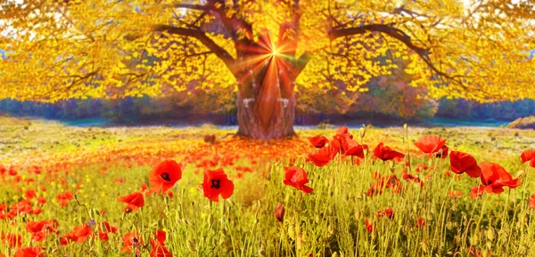 Natursköna landskap med vallmo blommor och träd med gula lämn — Stockfoto