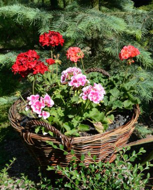 Pelargoniums hasır sepetler içinde twigs güneşli bir günde yaptım.