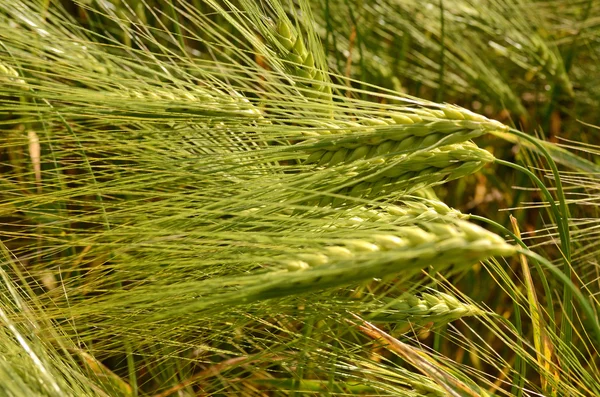 Scenic landscape with ears of barley close-up — Stock Photo, Image