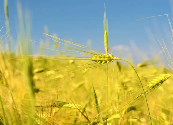 Scenic landscape with ears of barley against the sky in the sunl — Stock Photo, Image