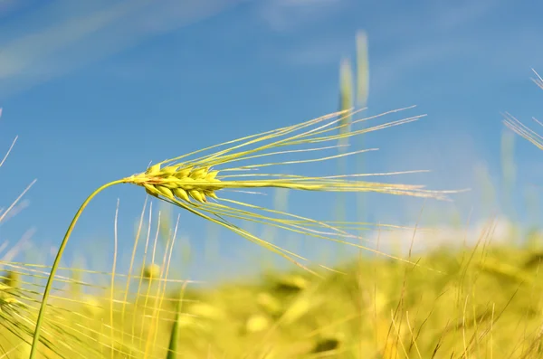 Scenic landscape with ears of barley against the sky in the sunl — Stock Photo, Image