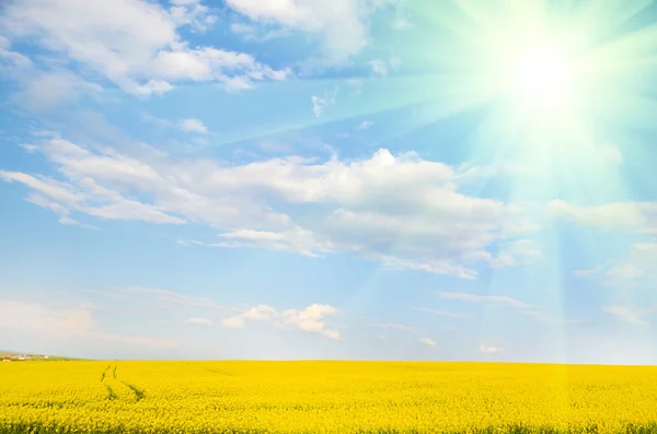 Cielo con nubes en un día soleado y un campo de violación a la luz del sol —  Fotos de Stock