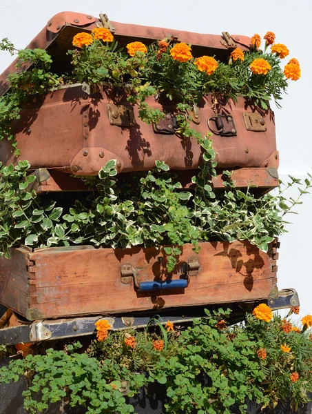 Blomsterrabatter i en gammal resväska (resor, resa, resebyrå, d — Stockfoto