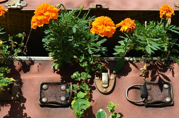 Camas de flores em uma mala velha (viagem, viagem, agência de viagens, d — Fotografia de Stock