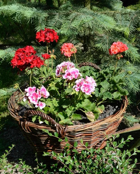 Pelargoniums em cestas de vime feitas de galhos em um dia ensolarado — Fotografia de Stock