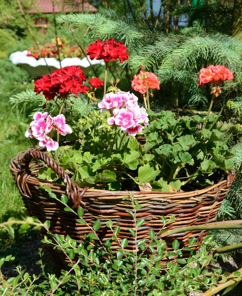 Pelargoniums em cestas de vime feitas de galhos em um dia ensolarado — Fotografia de Stock