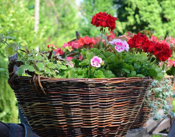 Pelargoniums em cestas de vime feitas de galhos — Fotografia de Stock