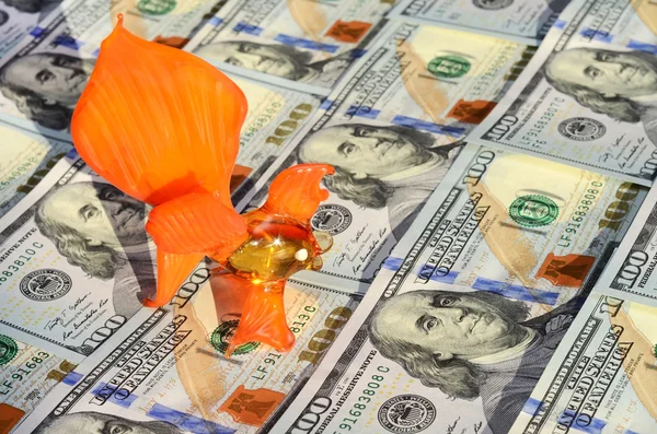 Akvaryum balığı ve dolar (şans, kazanç, kar, kolay para - kavram) — Stok fotoğraf