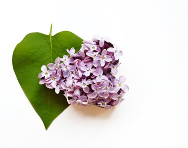 Yaprakları ve (Sevgililer günü, Şubat leylak kalp şeklinde yaprakları 