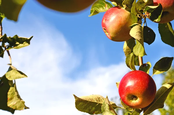 Hermosas manzanas frescas de color de pie en una rama del árbol en — Foto de Stock