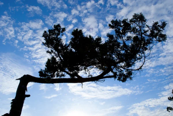 Silhouette d'arbre mystique contre le ciel — Photo