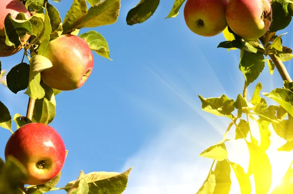 Hermosas manzanas frescas de color de pie en una rama del árbol en — Foto de Stock