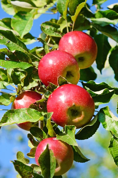Hermosas manzanas frescas de color de pie en una rama del árbol en — Foto de Stock