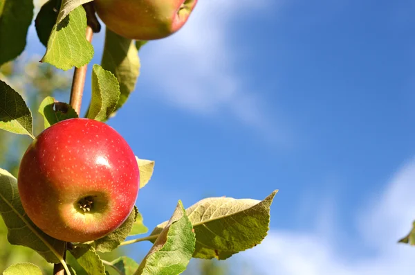 Bela cor maçãs frescas de pé em um ramo da árvore em — Fotografia de Stock