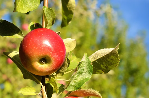 Beautiful color fresh apples standing on a branch of the tree in — Stock Photo, Image